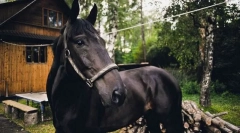 Кабардискиот коњ